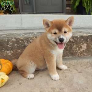 Danny, Shiba Inu Puppy